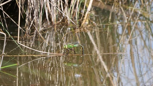 Gro&szlig;e K&ouml;nigslibelle (Anax imperator) bei der Eiablage