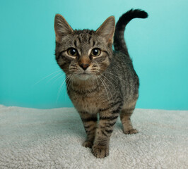 brown tabby kitten cat standing portrait