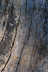 Detail of a dead tree trunk in the forest.