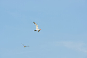 Gaviotas volando en el cielo azul