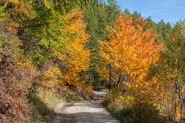 Obraz premium Autumn in Partias Nature Park near Puy-Saint-Andre, not far from Briancon, France