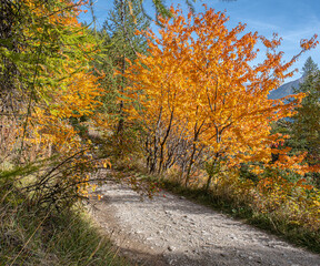 Fototapeta na wymiar Autumn in Partias Nature Park near Puy-Saint-Andre, not far from Briancon, France