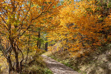 Autumn in Partias Nature Park near Puy-Saint-Andre, not far from Briancon, France
