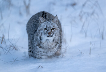 Bobcat kitten
