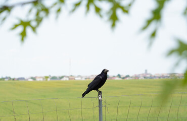 crow. crow on a fence. daytime photo.