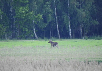 łoś © Krzysztof