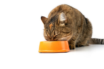 The cat eats wet food from a bowl. White background.Copy space.