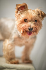 Close-up portrait of a beautiful thoroughbred terrier in a home photo studio.