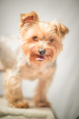 Close-up portrait of a beautiful thoroughbred terrier in a home photo studio.