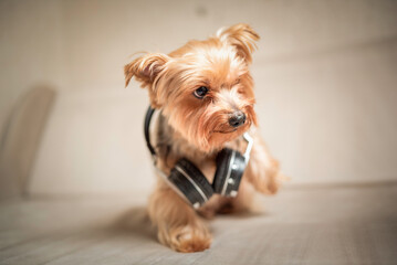 Close-up portrait of a beautiful thoroughbred terrier in a home photo studio.