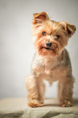 Close-up portrait of a beautiful thoroughbred terrier in a home photo studio.