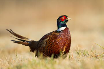 Common pheasant Phasianus colchius Ring-necked pheasant in natural habitat, grassland in early winter