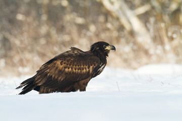 Majestic predator White-tailed eagle, Haliaeetus albicilla in Poland wild nature