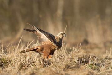 Flying Birds of prey Marsh harrier Circus aeruginosus, hunting time Poland Europe