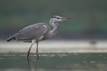 Bird Grey heron, gray heron Ardea cinerea bird on dark green background, hunting time