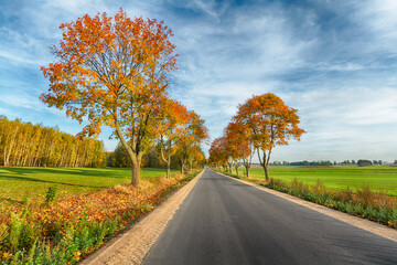 Landscape autumn with colourful trees, autumn Poland, Europe and amazing blue sky with clouds, sunny day