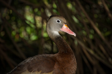 A duck standing erect with a pink bill