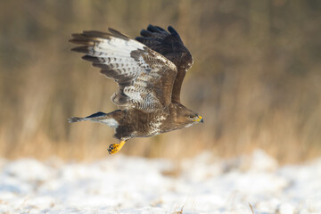 landing Common buzzard Buteo buteo in the fields in winter snow, buzzards in natural habitat, hawk...