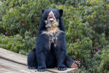 Spectacled bear sitting and isolated on blurred background