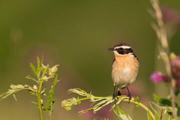 Fototapeta premium Bird Whinchat Saxicola rubetra - bird sitting on the weed, male, amazing background with warm light summer time Poland, Europe