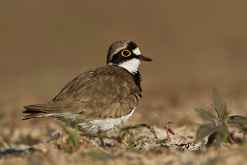 Obraz premium Bird Charadrius dubius, Little Ringed Plover on blurred background
