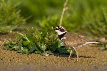 Obraz premium Bird Charadrius dubius, Little Ringed Plover on blurred background