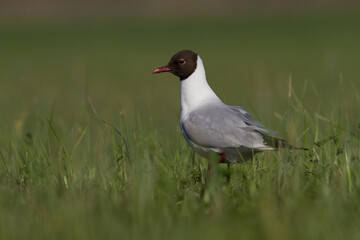 Bird black-headed gull Chroicocephalus ridibundus spring time Poland, Europe