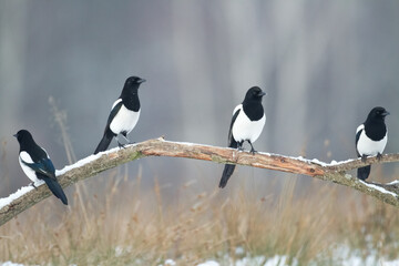 The Eurasian Magpie or Common Magpie or Pica pica on the branch with colorful background, winter time	