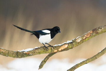 The Eurasian Magpie or Common Magpie or Pica pica on the branch with colorful background, winter...