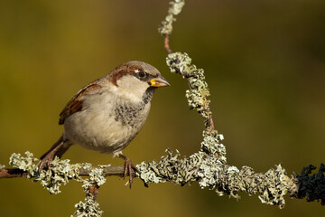 Fototapeta premium Bird - House sparrow Passer domesticus sitting on the branch