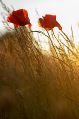 poppy field and sun