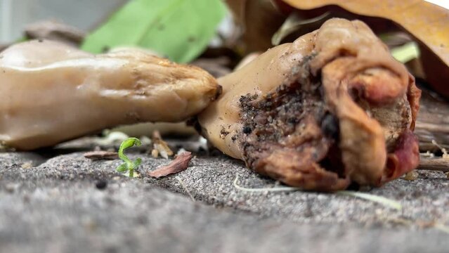 Rotten rose apple close up shot on ground with dry leaf nearby - day