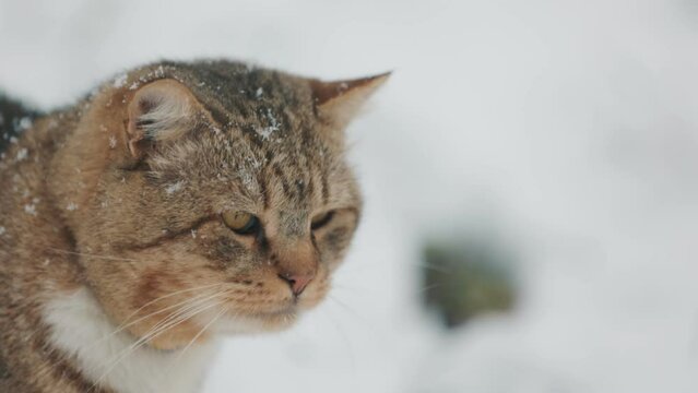 cat walks in the snowy weather in the garden