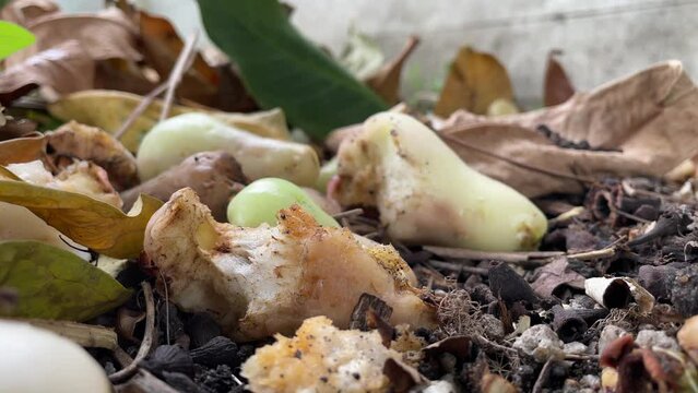 Rotten rose apple close up shot on ground with dry leaf nearby - day