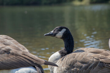 Inquisitive Goose