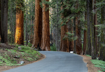 Road Bends Around Grove of Sequoia Trees