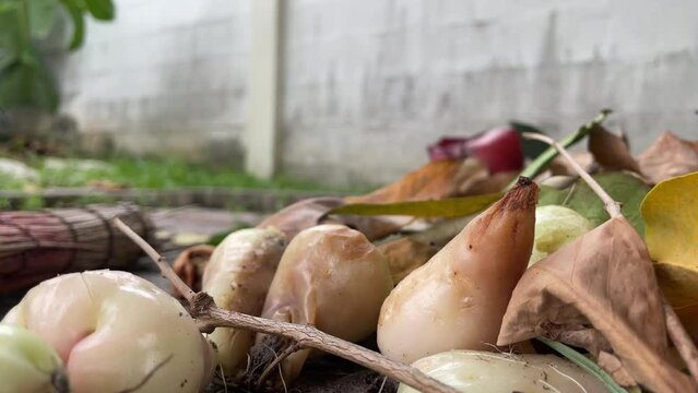 Rotten rose apple close up shot on ground with dry leaf nearby - day