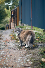 cat on the path