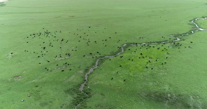 Tibetan yurts on the meadow, Litang, western Sichuan, China