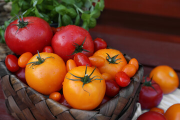 Different sorts of tomatoes in wicker box