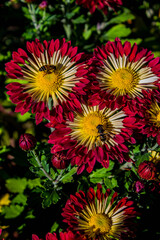 bush of red-white chrysanthemums in the garden with bees, background with decorative flowers and insects