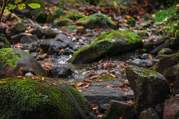 Water flowing over rocks. Autumn beauty in nature. Long exposure time. A long exposure of the river flowing over the stones in the autumn forest. A mountain river among rocks and yellow-red leaves.