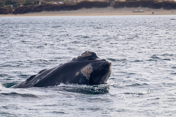 Close-up of a southern right whale, Peninsula Valdez, Argentina