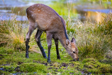 Japanese deer fawn at Nikko National park swamp