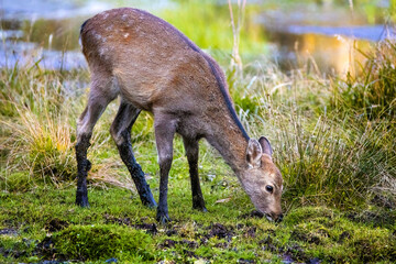 Japanese deer fawn at Nikko National park swamp