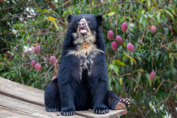 Spectacled bear sitting and isolated on blurred of ripe mangoes tree