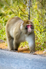 Cute wild japanese snow monkey portrait in Nikko national park