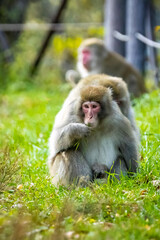 Fototapeta premium Cute wild japanese snow monkeys eatingin Nikko national park