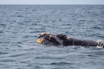 Side view of a southern right whale, Peninsula Valdez, Argentina