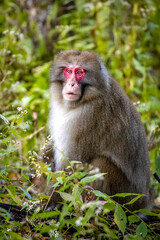 Cute wild japanese snow monkey portrait in Nikko national park